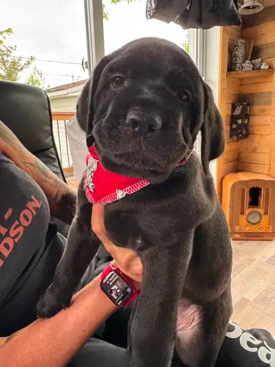 One male one female un male et une femelle Pres pour adoption tres beau mixe canish royale cani cors...
