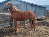 Yearling Grade Filly