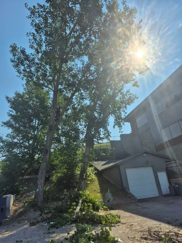 Professional Tree Cutting and Pruning Services