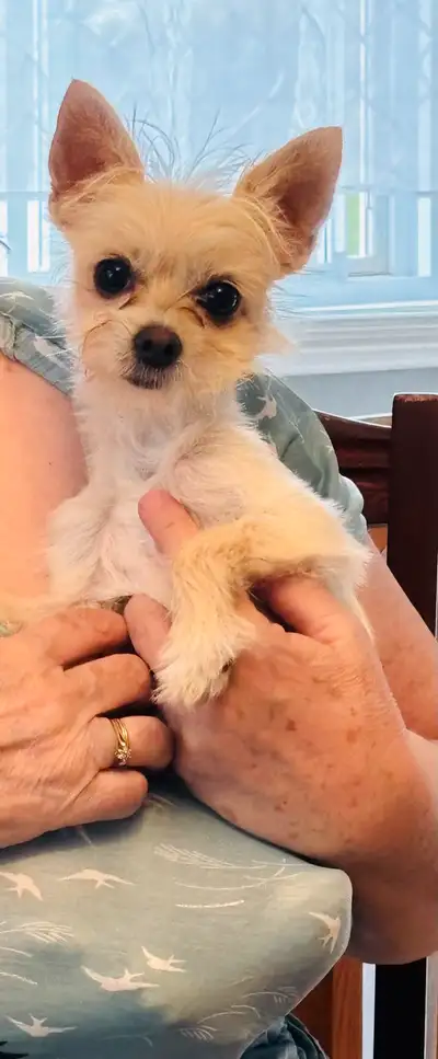 Chihuahua mâle de 10 mois, vacciné et très sociable avec les enfants et autre chiens. Adorable chihu...