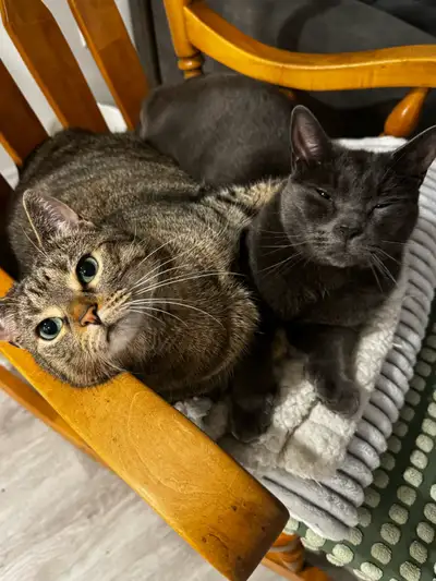 2 Cats (paired) Super Cuddly - Rehome, View more