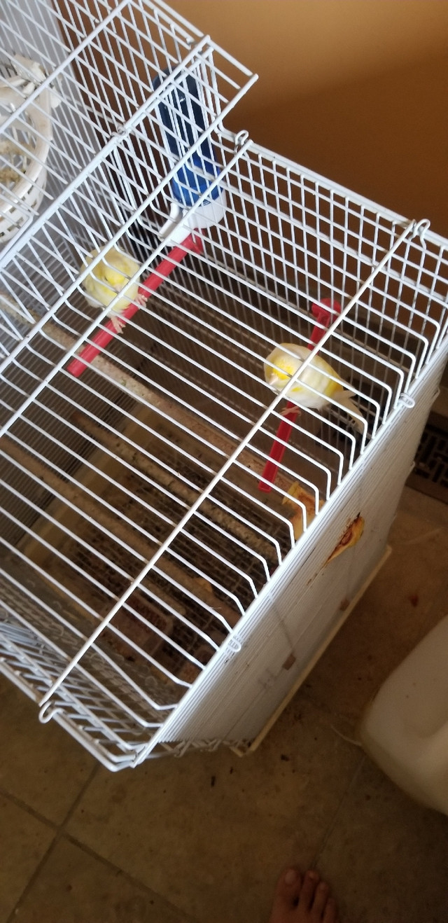 Canaries (North Frill) in Birds for Rehoming in Hamilton - Image 2