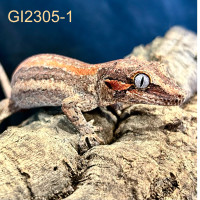 Baby Gargoyle Gecko - GI2305-1