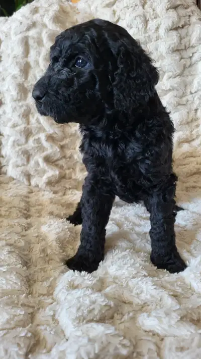mignonne petite Goldendoodle F1b 40 a 55 lbs par téléphone 418 973-7669 père caniche royal mère gold...