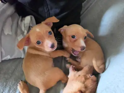 chiot chiwawa, View more