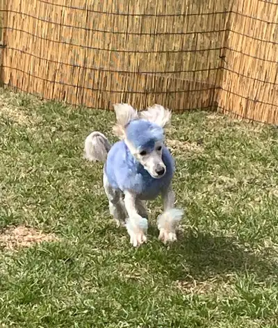6.5 month old intact, male toy poodle very dry little guy loves to do things up-to-date on shots fri...