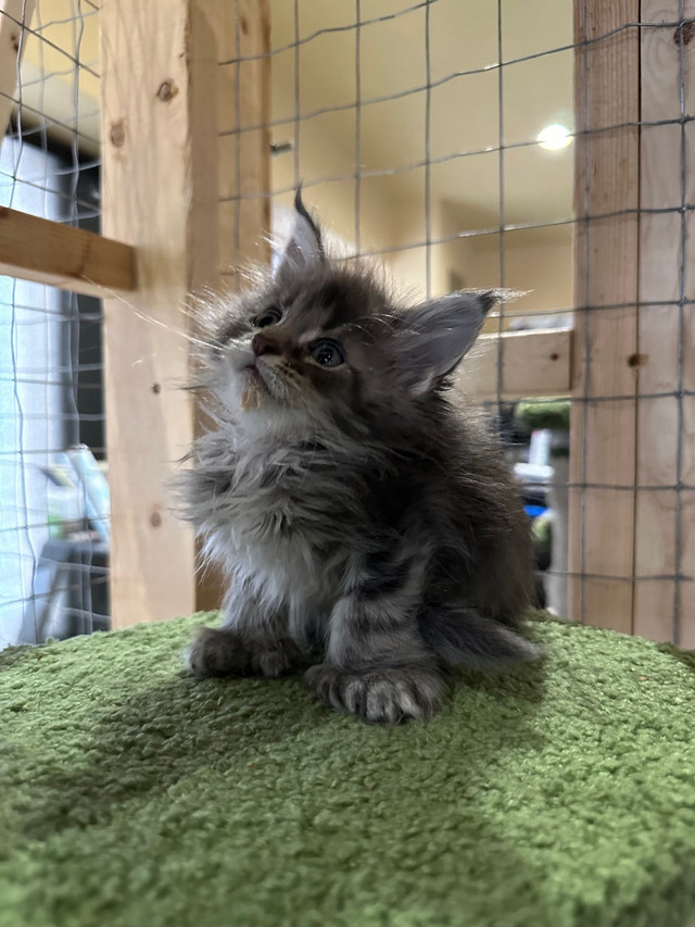 MAINE COON TICA REGISTERED  in Cats & Kittens for Rehoming in Calgary - Image 2