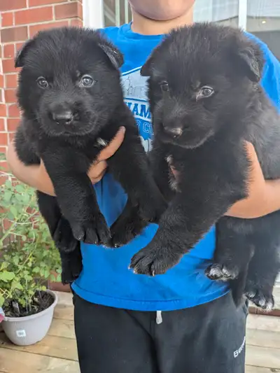 German Shepherd male puppies, View more