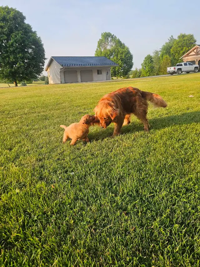 Beautiful Golden Retriever Puppys in Dogs & Puppies for Rehoming in Kitchener / Waterloo - Image 7