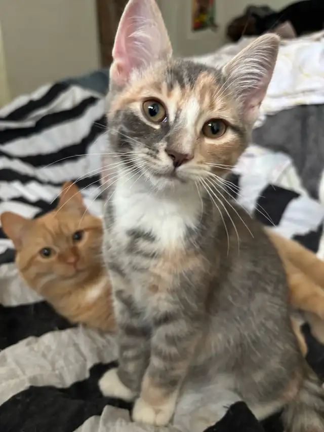 Cute & Curious in Cats & Kittens for Rehoming in West Island - Image 5