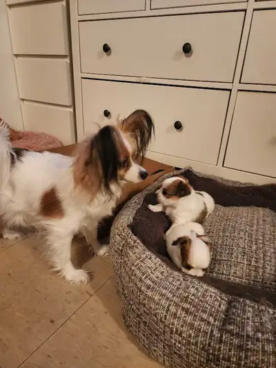 Papillon puppies, View more