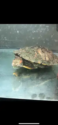 Red ears slider turtle re home