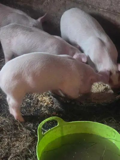 piglet for sale, View more