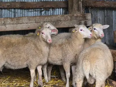 75 lb lambs, View more