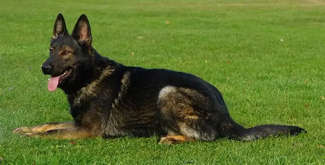German Shepherd Puppy - CKC registered in Dogs & Puppies for Rehoming in Hamilton - Image 6
