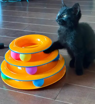 Who says black kittens are bad luck? Adopt us!, View more