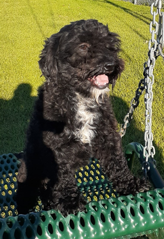 Shihpoo Male Dog Dogs & Puppies for Rehoming Winnipeg Kijiji