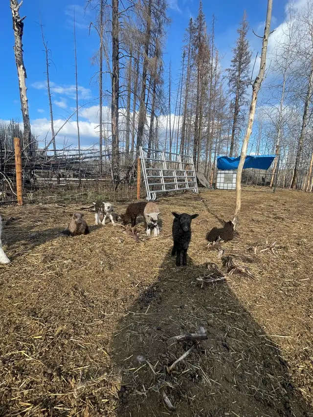 2025 Icelandic ewe lambs  in Livestock in Burns Lake - Image 4