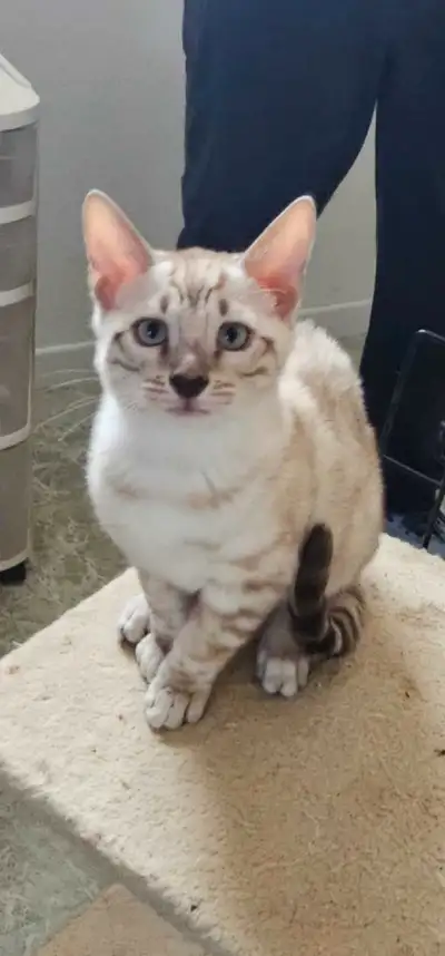 chaton bengal de haute qualité snow, View more