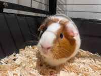 Super cute and sweet female Guinea Pigs with Deluxe habitat
