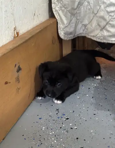 Lab Shepard puppies for sale , View more