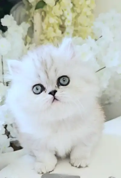Persian kittens, View more