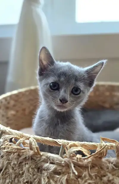 Russian Blue Hypoallergenic kittens / chatons, View more