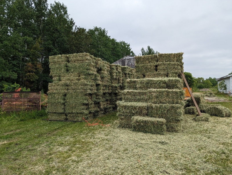 Small square alfalfa hay bales Livestock Winnipeg Kijiji