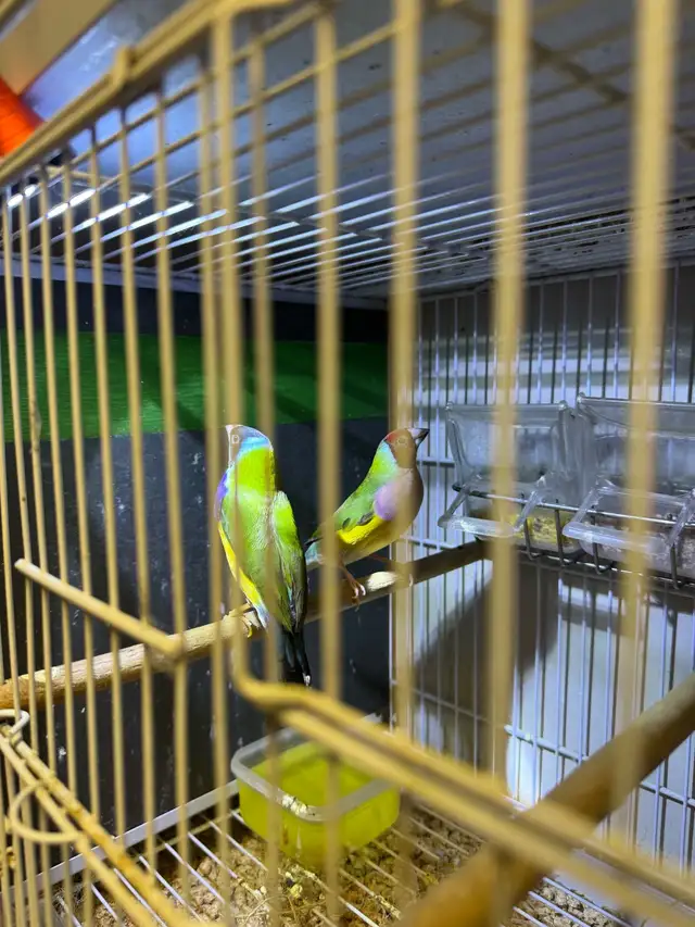 Gouldian finche  in Other in City of Toronto - Image 9