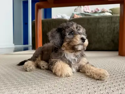 Cavapoo puppies arriving in 3 weeks, View more