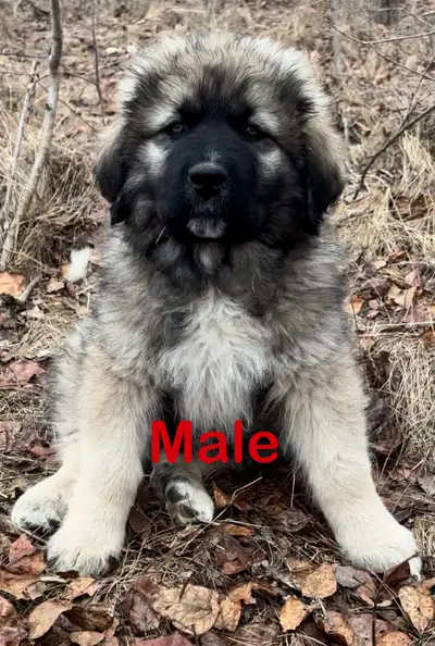 XL Caucasian Shepherd Pups, View more
