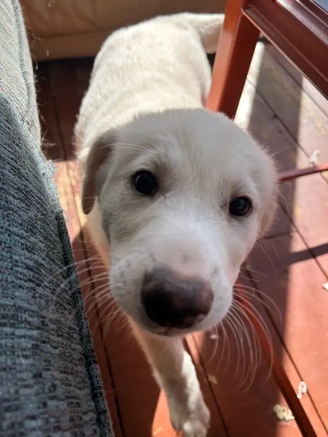 Chiot à adopter in Dogs & Puppies for Rehoming in Laurentides - Image 4