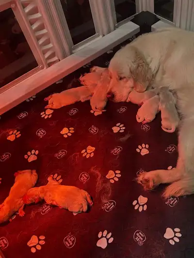 Golden Retriever Puppies, View more