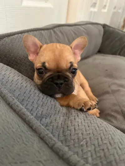 3 beautiful French Bulldog puppies for sale 1 male, 2 females Puppies come vet checked, 1st vaccines...