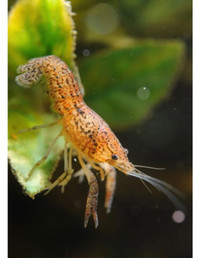 Aquarium Crayfish