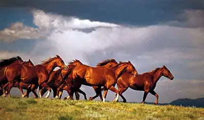 ISO: Horse Lease, View more