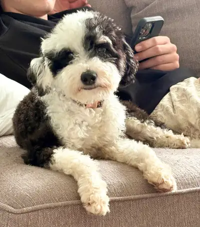 Tiny / Micro Bernedoodle female 2 years, View more