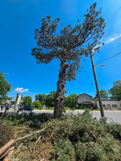 TREE SERVICE - NIAGARA REGION, View more