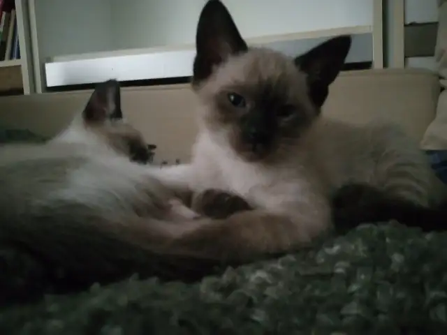 Chatons - Snowshoe x Siamois et Siamois x Maine Coon in Cats & Kittens for Rehoming in Québec City - Image 3