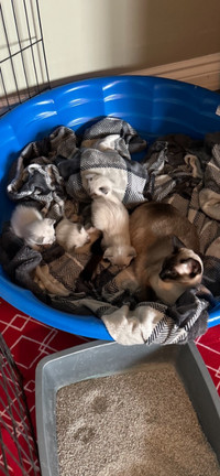 4 Siamese Kittens for ReHoming
