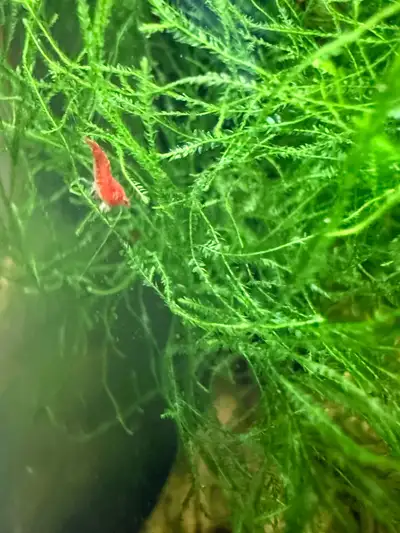 cherry shrimps+ red rili, View more