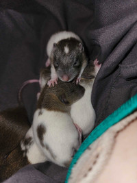 Baby rats