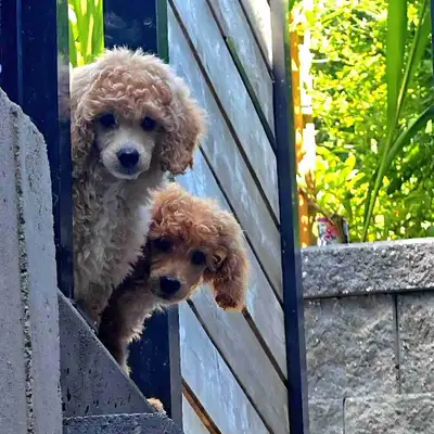 miniature poodle in Dogs & Puppies for Rehoming in British