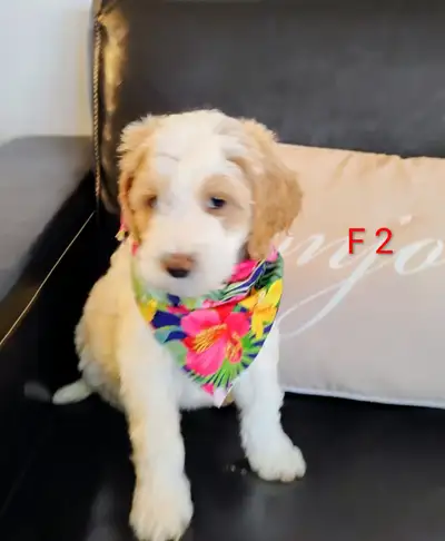 Goldendoodle moyen, View more