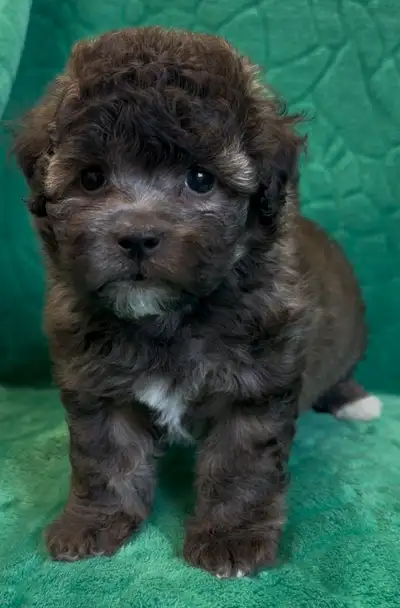 Two very sweet Mini Red Poodle x Bichon boys left available. They will be small, smart and totally n...