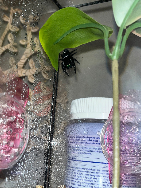 Jumping spider! in Other Pets for Rehoming in Calgary - Image 3