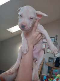 Puppies For Sale Dogo x Shar Pei  Ready For There New Home...