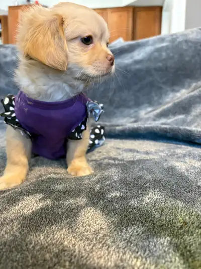 pekingese and pomeranian, View more