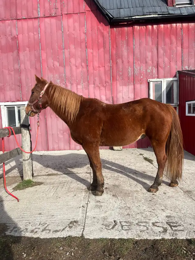 Trail Horses for Sale in Horses & Ponies for Rehoming in St. Catharines - Image 4