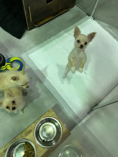 bébés chihuahua X Yorkshire, View more